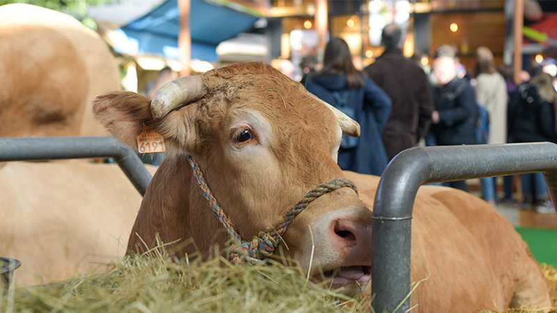 A cow at a agricultural show.